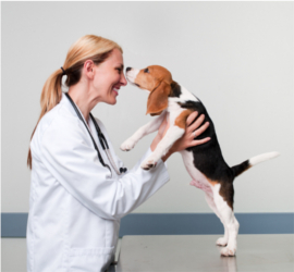 A veterinary doctor doing a check up on a cute Beagle.